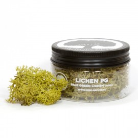Mini Nature: Lichen