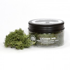 Mini Nature: Lichen