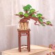 Miniatura Armable TG510: Bonsai Evergreen Pine
